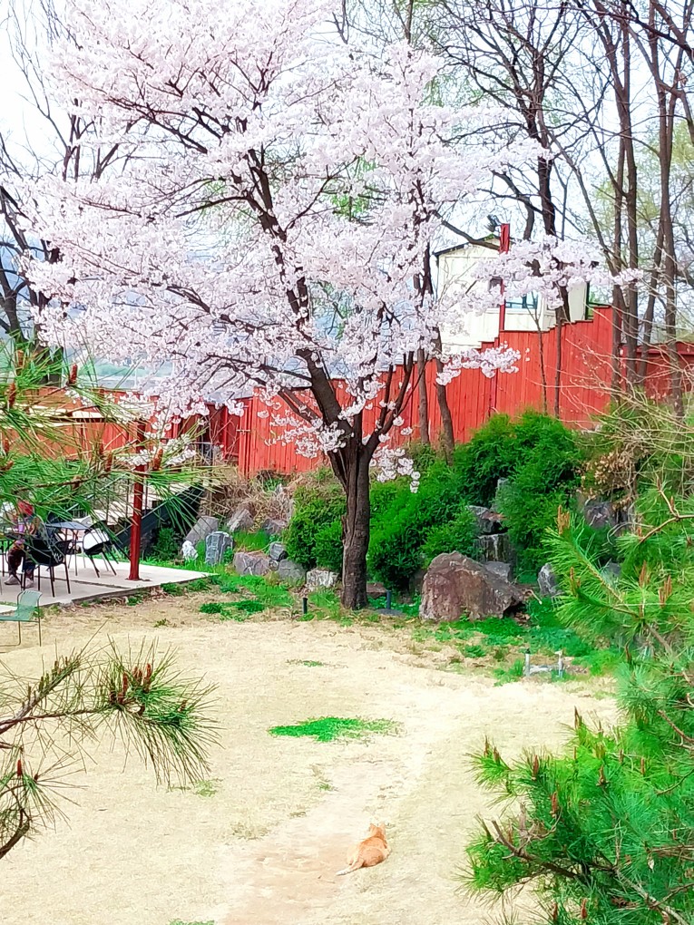 파주가볼만한 곳: 마롱리면사무소 카페, 율곡수목원 근처 정원 카페