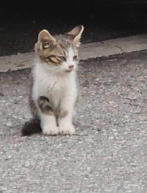 길냥이에게 간택받는 방법 4가지