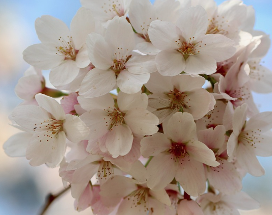 전국 벚꽃 축제 일정 총정리