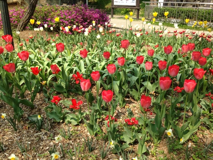 서울대공원 봄꽃축제