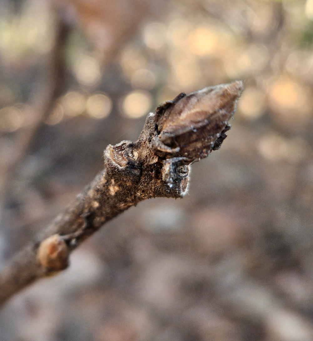 떡갈나무 겨울눈
