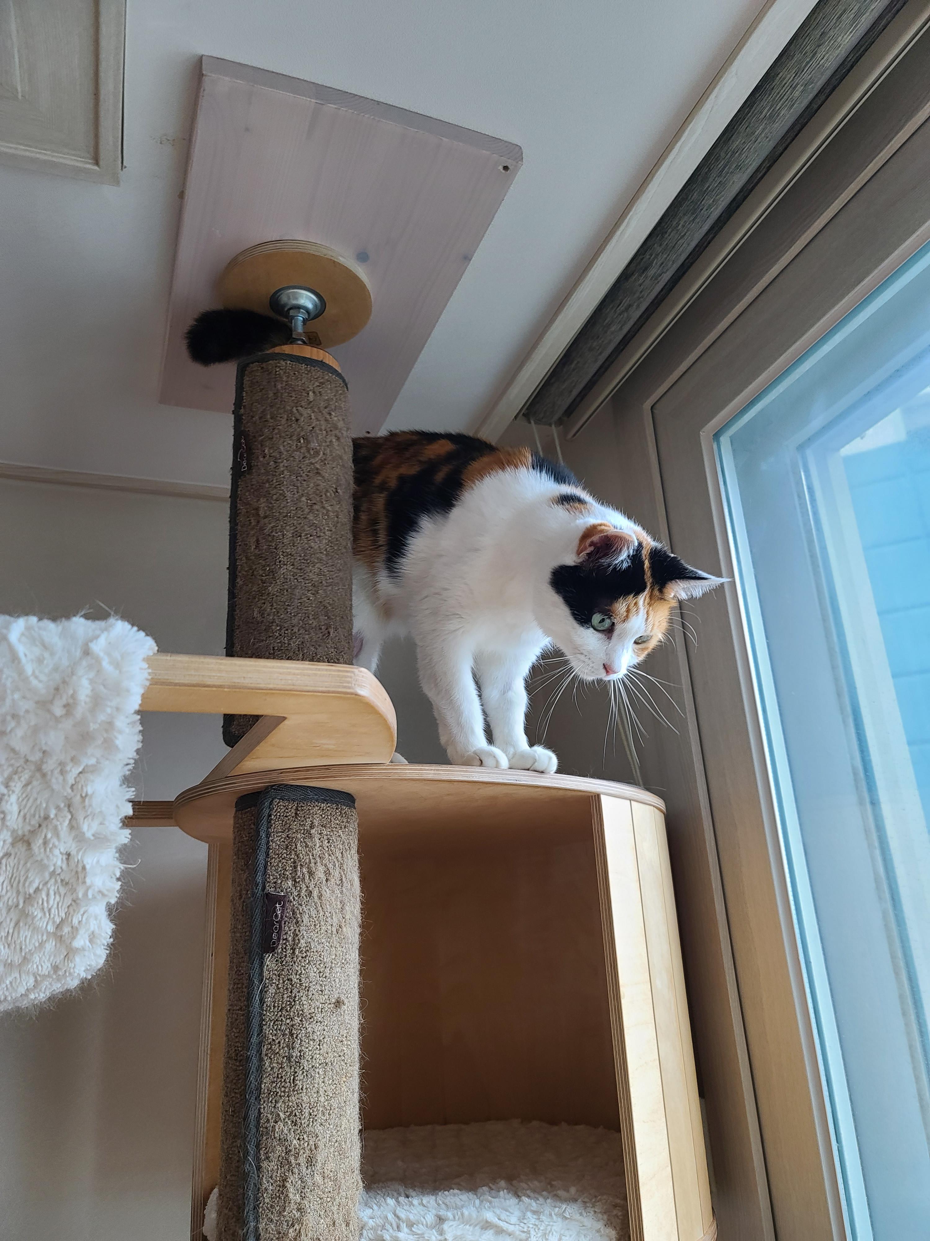 고양이만 만족하는 아침인사.