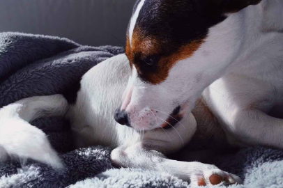 누워있는 강아지