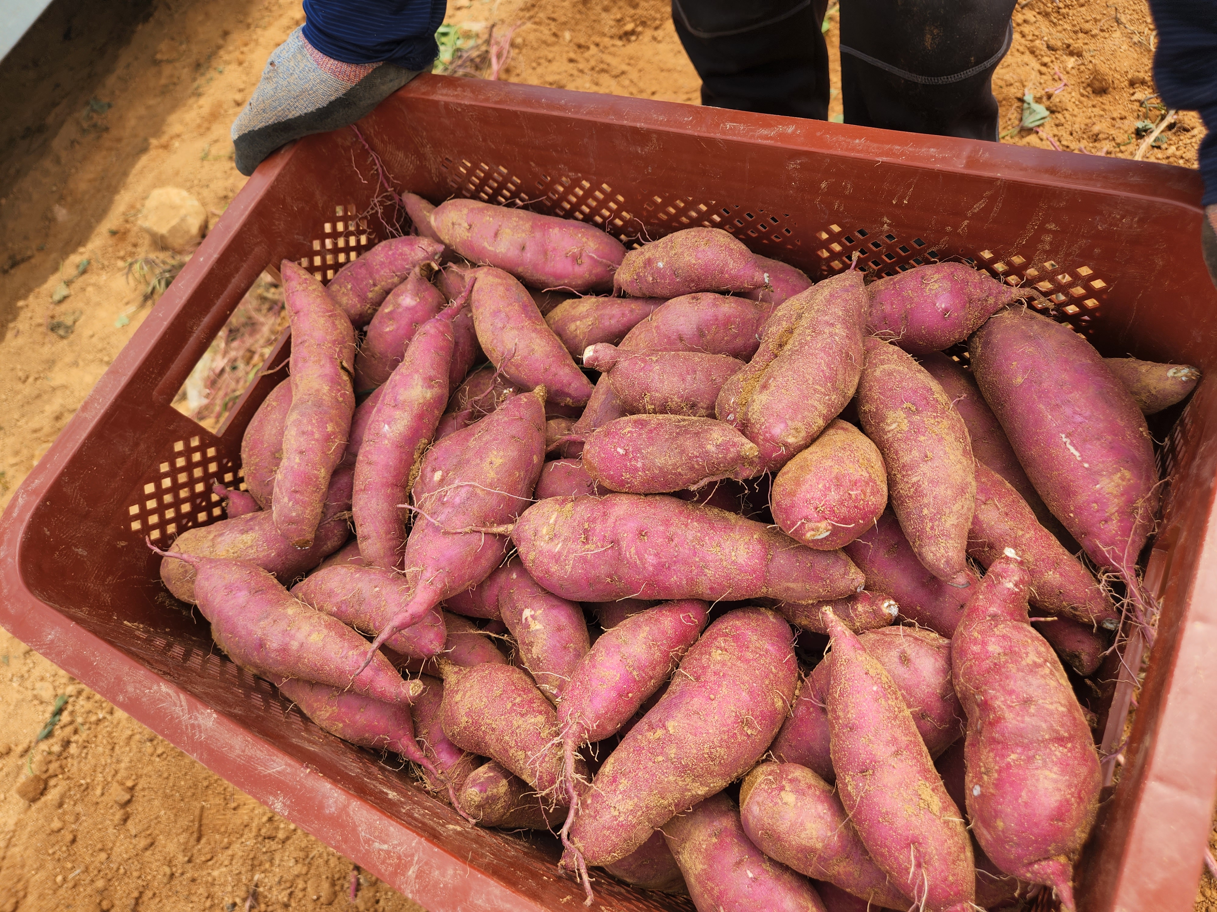 스타라스토어_고구마_후숙_이유_방법