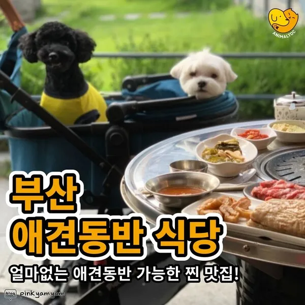 강아지 동반 애견 동반 여행 국내 베스트 10_9