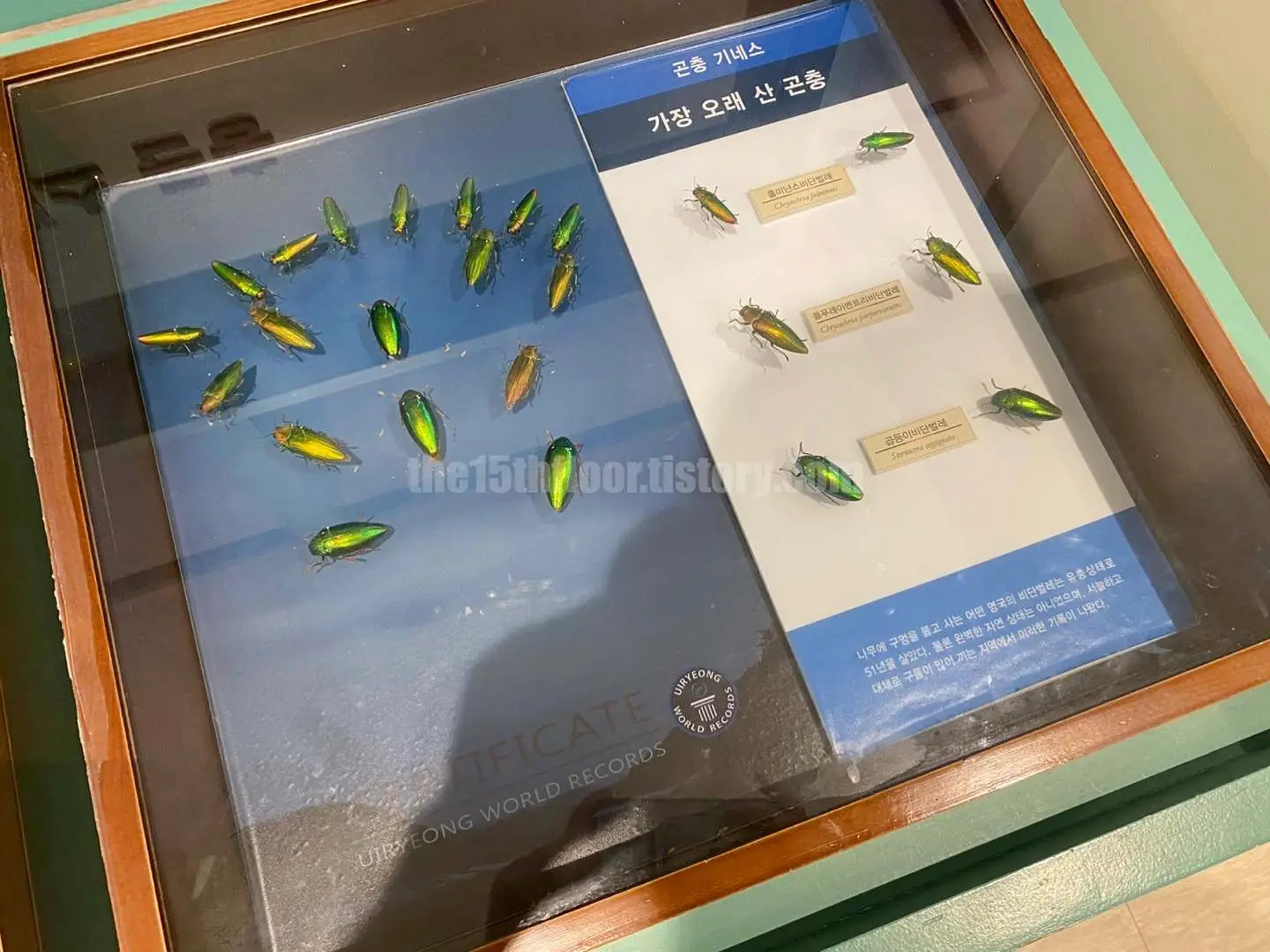 경남 의령 &amp;#39;의령 곤충생태학습관&amp;#39; (2층 &amp;#39;곤충 탐구관&amp;#39;)