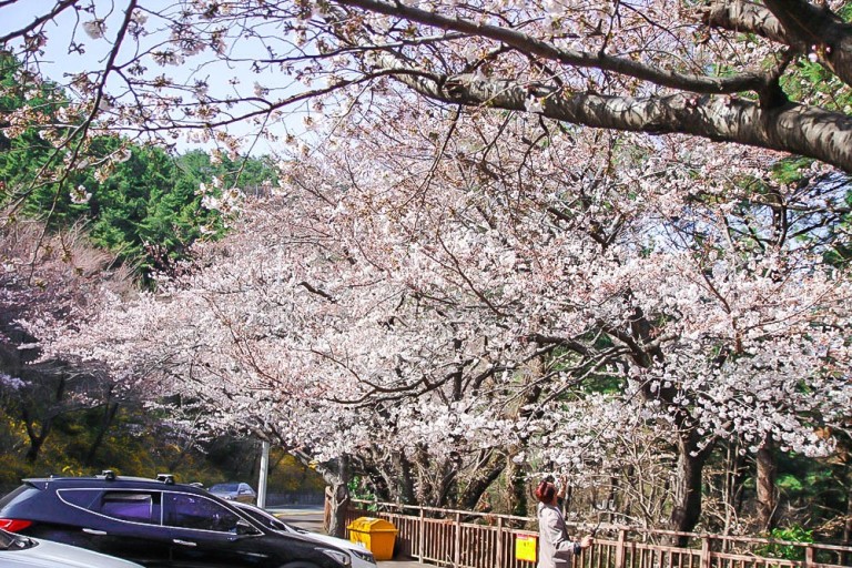부산 벚꽃