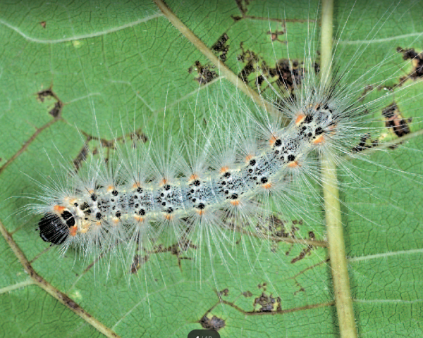 미국흰불나방 애벌레