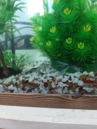 구피 키우기와 건강하게 번식시키는 팁_4