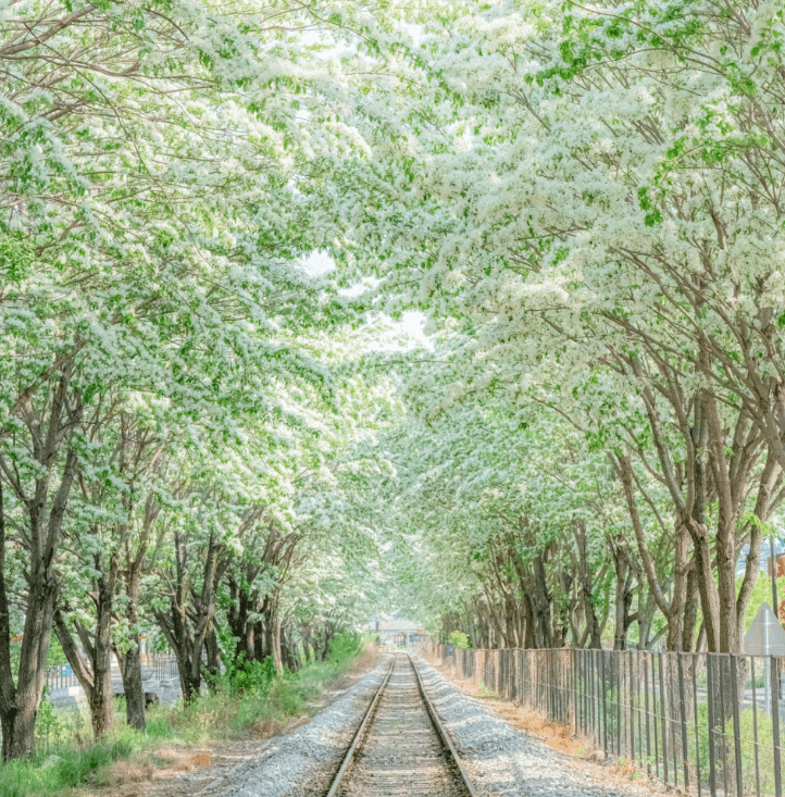 전주팔복동철길-이팝나무길