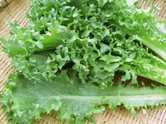치커리 재배 쓴맛 줄이기 차광 요령 물 관리_9
