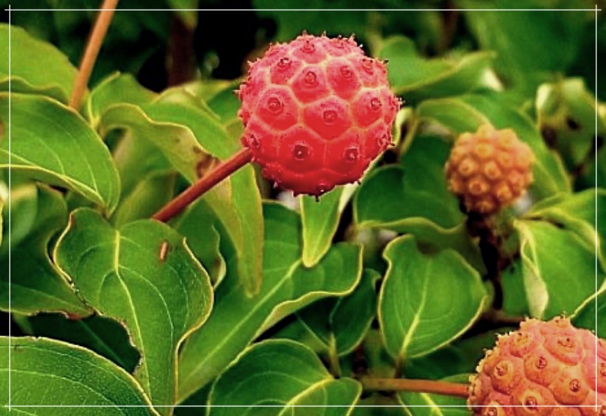 산딸나무 열매 효능, 먹는 방법 및 부작용