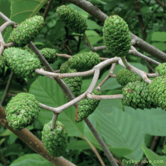 간 건강에 좋은 오리나무