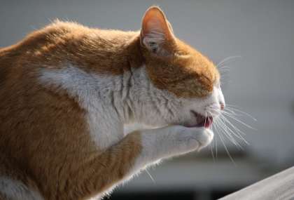 머리 손질을 하는 고양이.