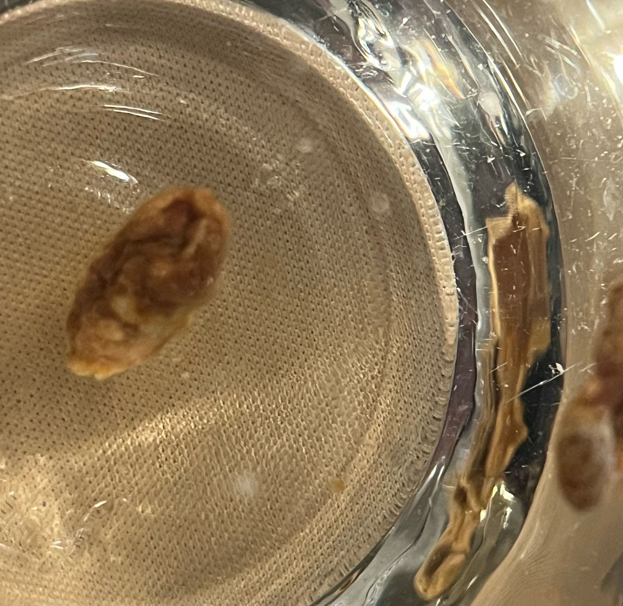 볶은맥문동 맥문동효능 맥문동탕 맥문동먹는방법