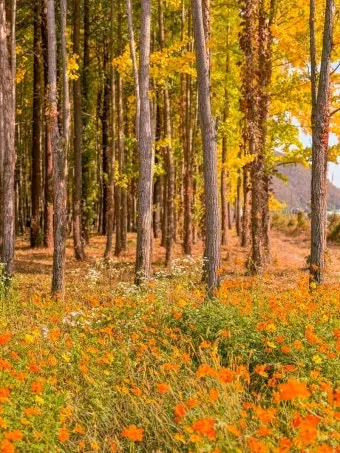 가을 경주 여행 가볼만한곳 베스트 10으로 정리_16