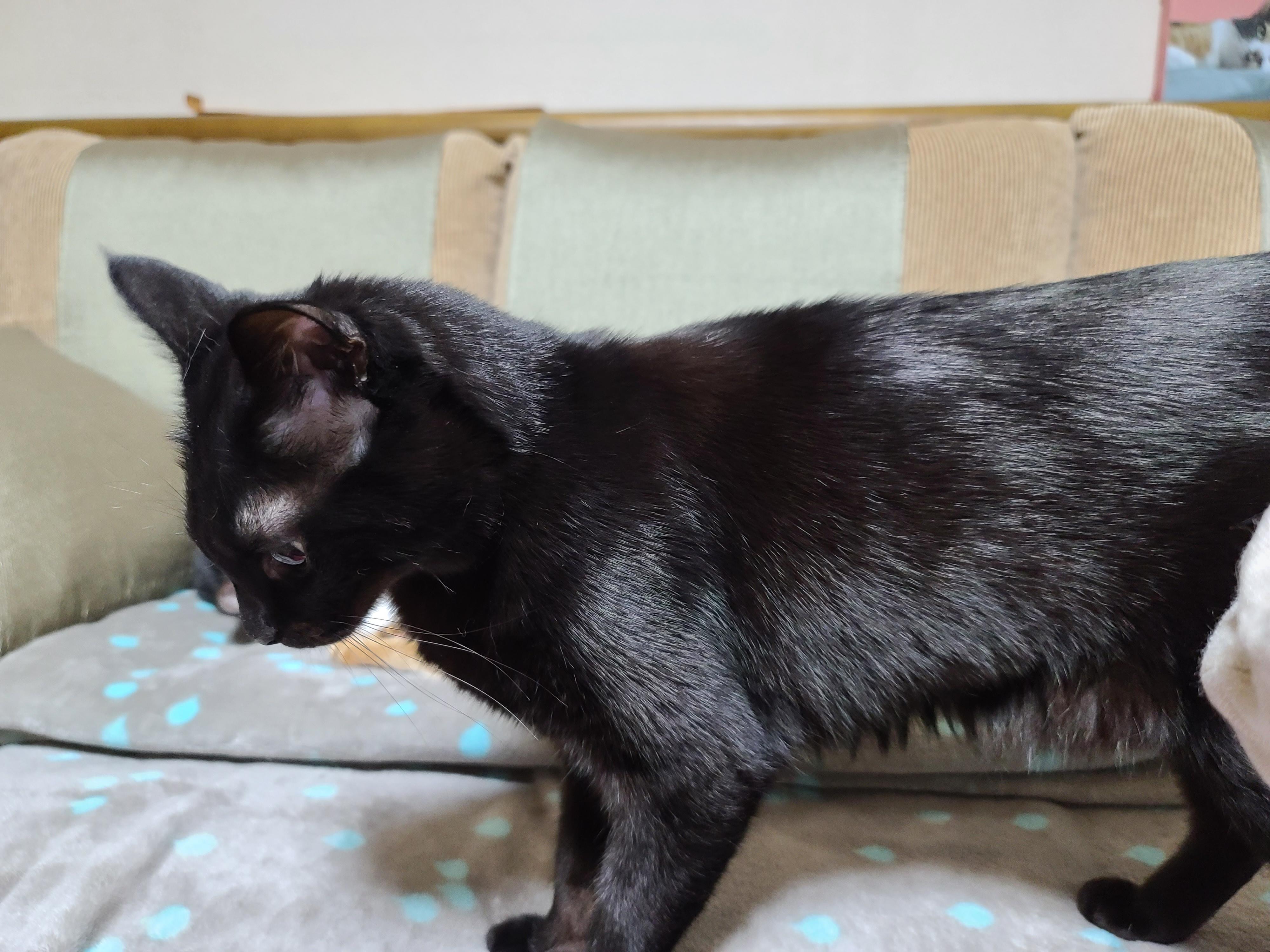 올블랙고양이 건이