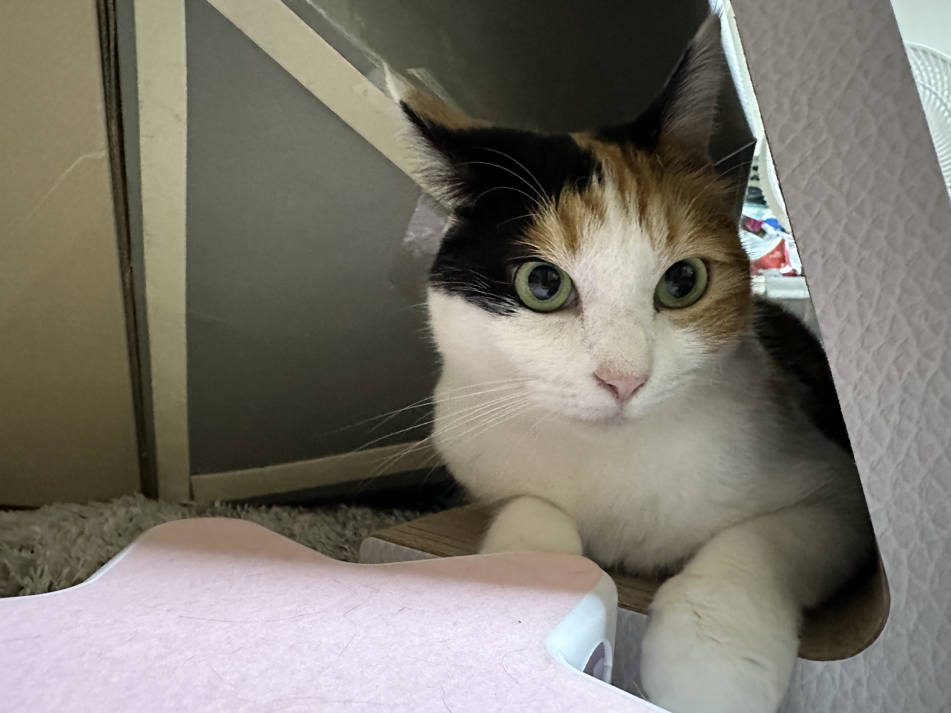 앞에서_본_삼색이_요미