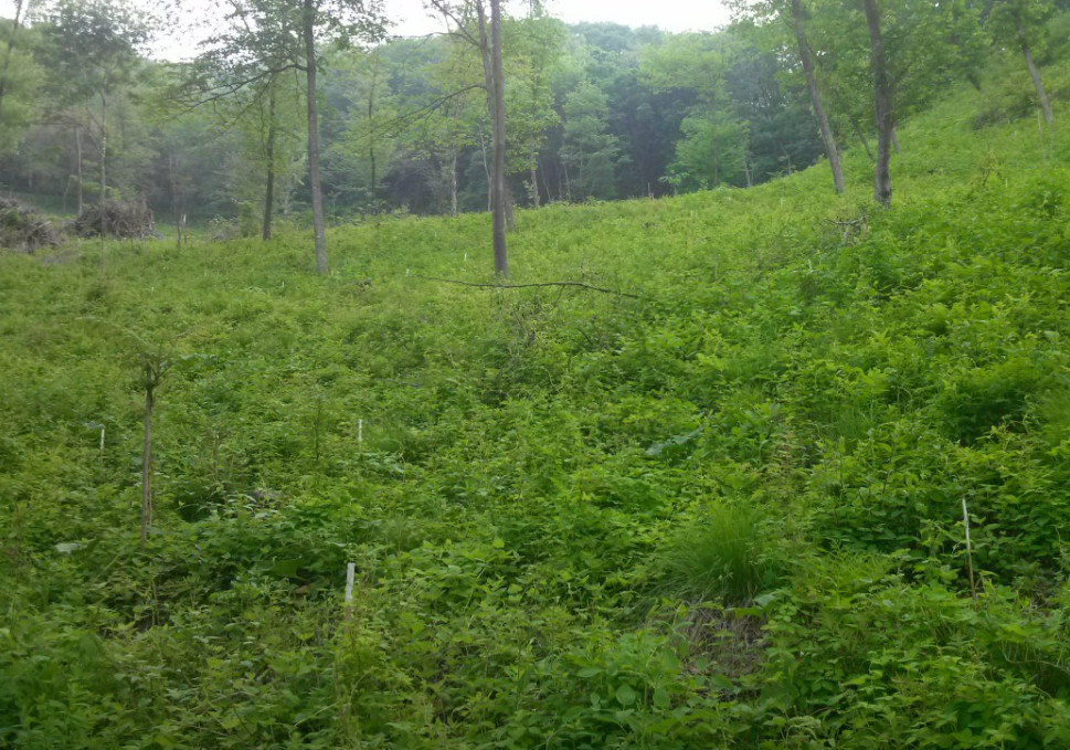 극한직업 명이나물