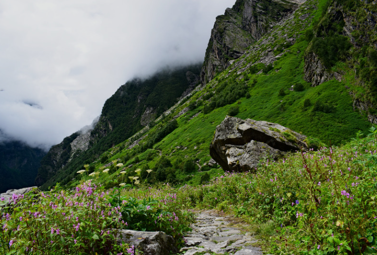 푸르름의 향연 자연 속 평온을 노래하다