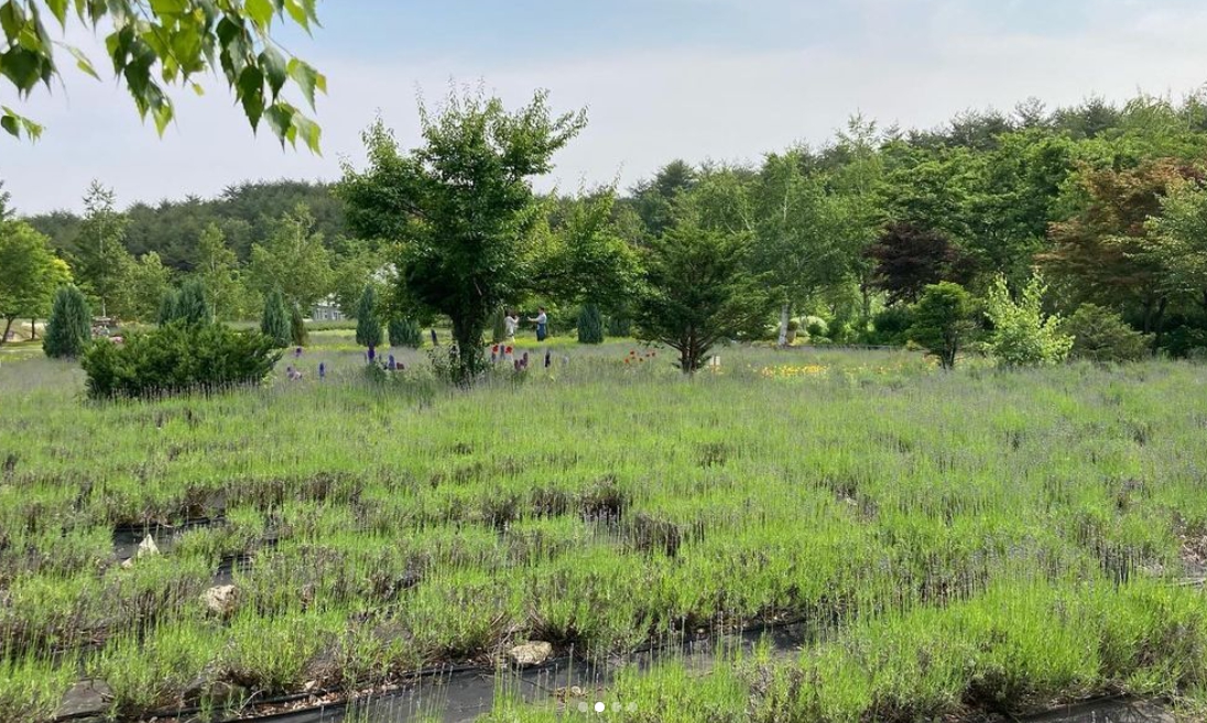 하늬팜 라벤더축제 개화상황