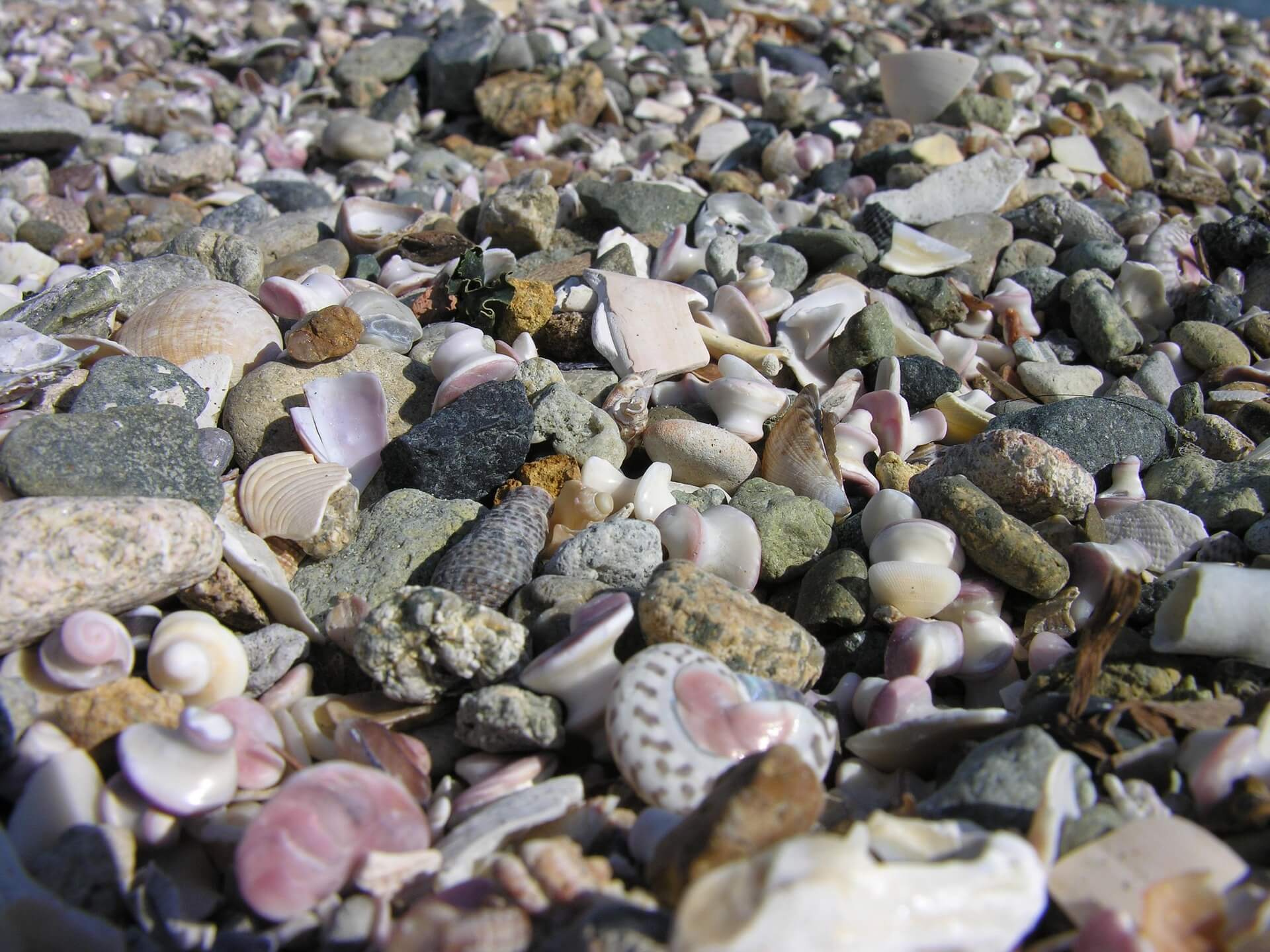 빙성 퇴적에서 어린 개체 화석을 해석할 때 주의할 점