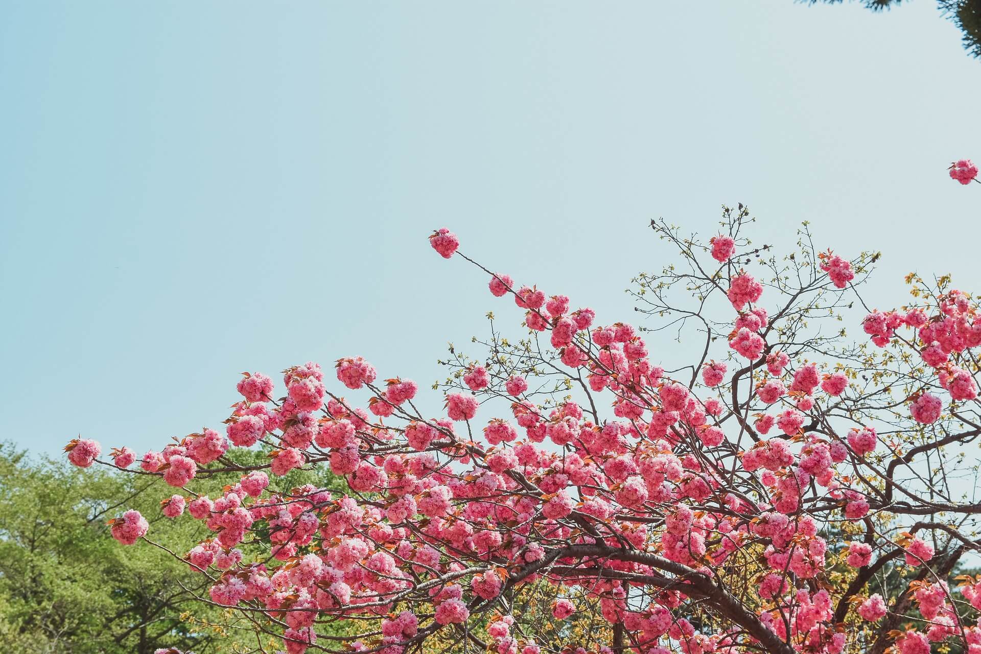 겹벚꽃 명소