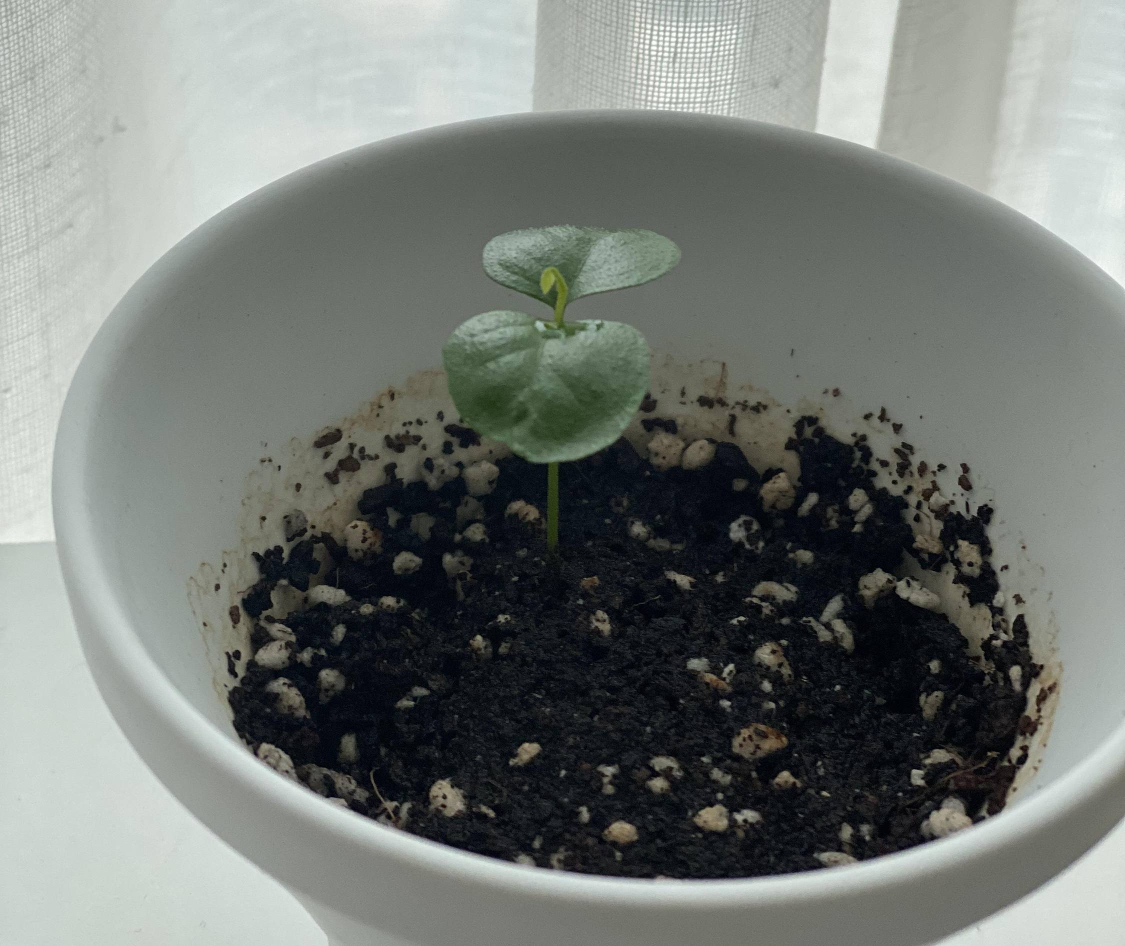 가운데 뭔가 생김