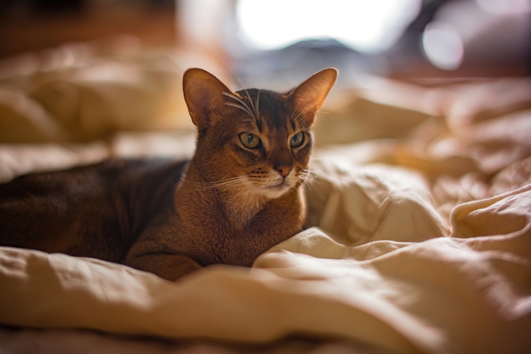 Abyssinian