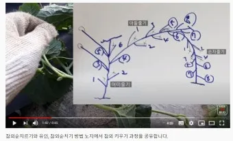 참외 순치기 순지르기 방법과 그림으로 쉽게 정리_9
