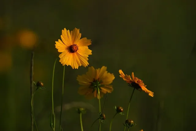 함안 악양생태공원 금계국 개화 시기와 사진 촬영 팁_7