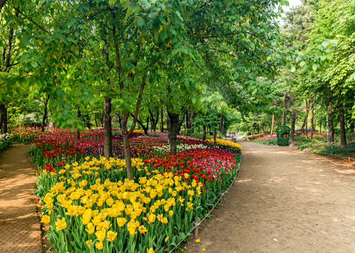 튤립명소 서울숲