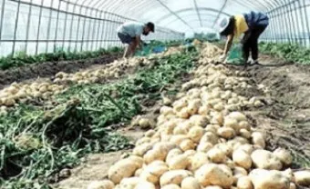 감자 재배 달력 파종 북주기 역병 관리 수확 및 저장_22