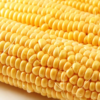 초당옥수수 삶는 방법(버터구이, 솥밥 등)