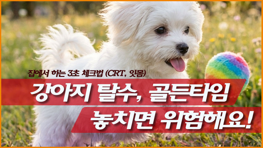 강아지 탈수, 골든타임 놓치면 위험해요!
