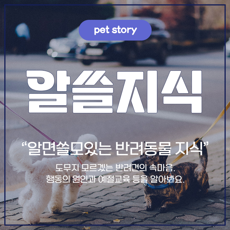 알쓸지식 알면 쓸모있는 반려동물 지식 도무지 모르겠는 반려견의 속마음