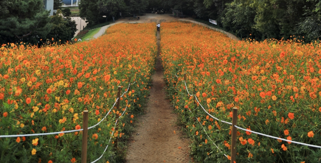 서울 올림픽공원 들꽃마루