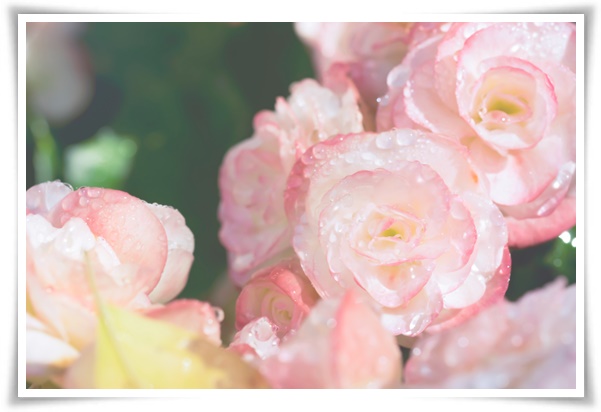 "장미" 천 년의 사랑을 품은 아름다움의 상징 매혹적인 꽃!고