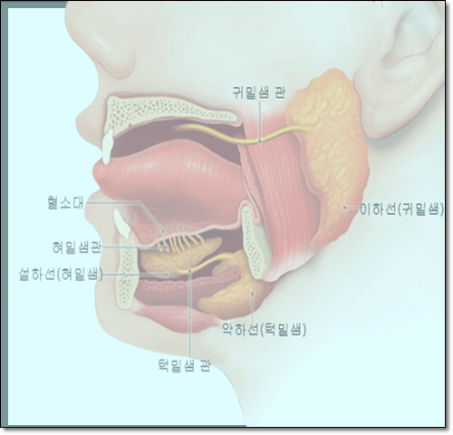 주요 침샘 위치 이미지