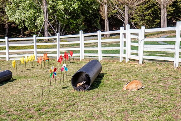 대관령 하늘목장 체험 정보