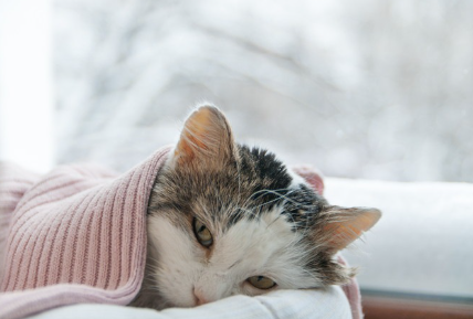 수건을 쓴 고양이.