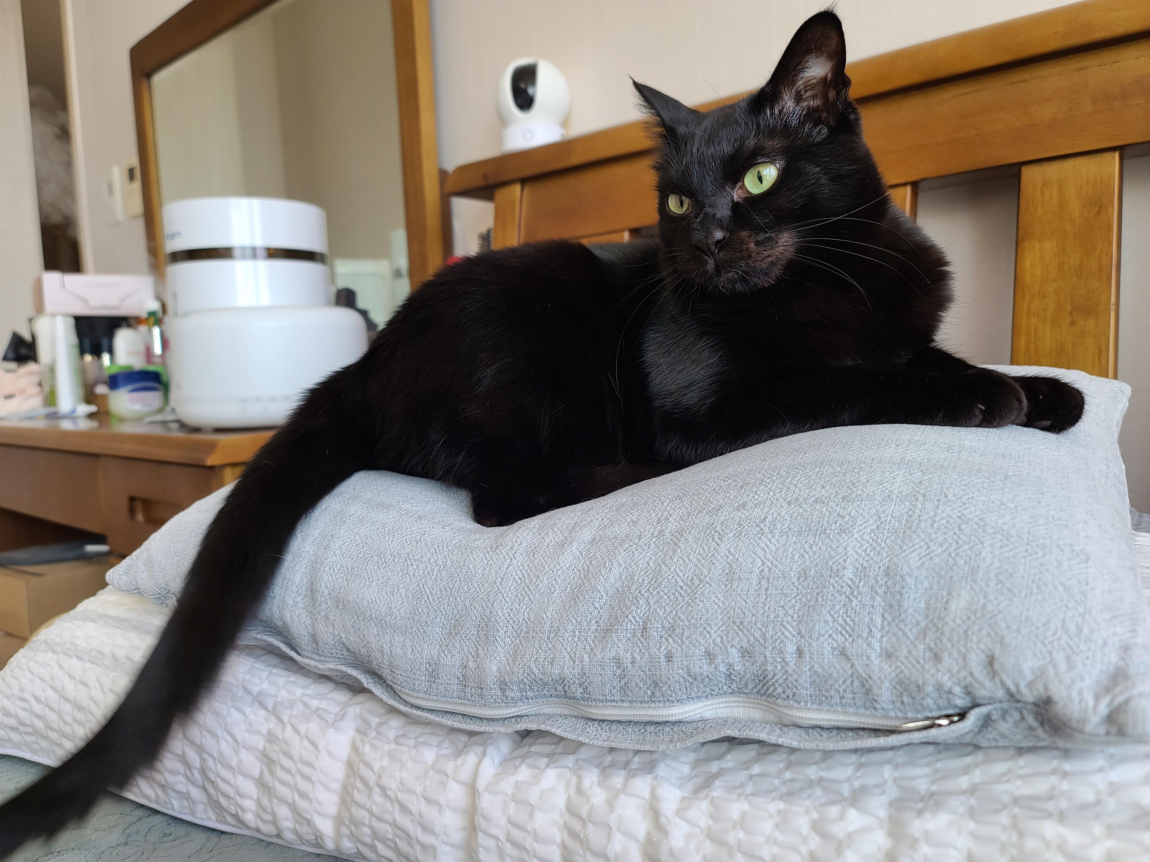 아홉마리 고양이들 단체사진을 성공한 그날 오후. 역시8마리 ㅋㅋ