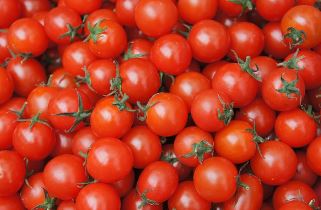 스테비아 방울토마토 효능 부작용 칼로리