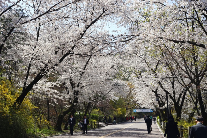 2024 서울 벚꽃 명소 BEST 10
