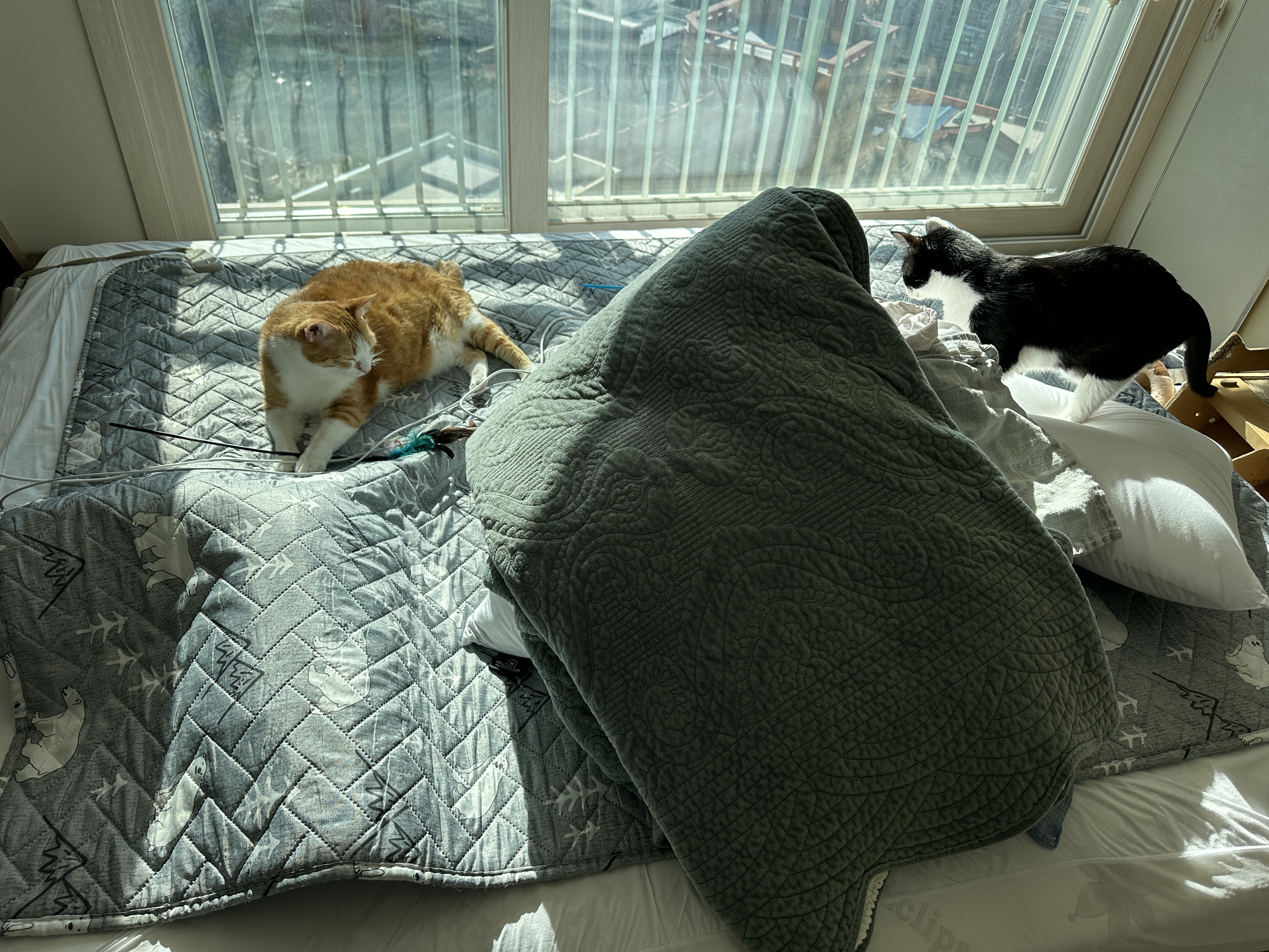 쓰던이불_벗겨내고_새_이불_깔려고_올려뒀더니_좋아하는_고양이들