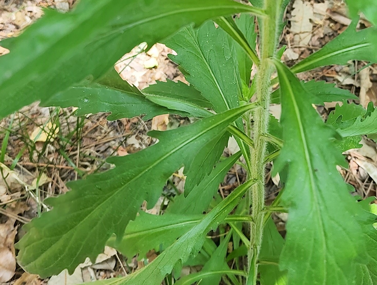망초