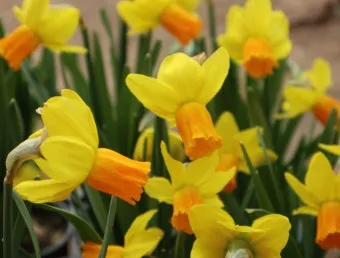 노부모 댁 선물 식물추천 물주기간단 종류 배치관리 팁_3