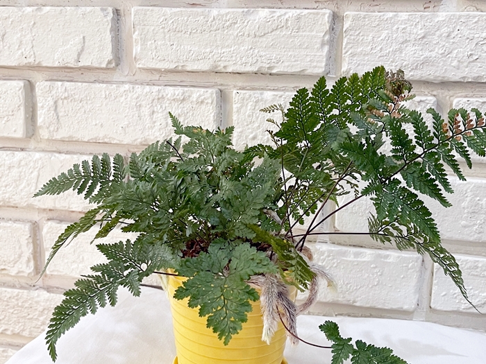 후마타-넉줄고사리