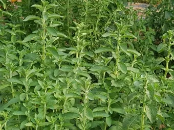 스테비아 재배 삽목 요령 단맛 유지 잎 건조_11