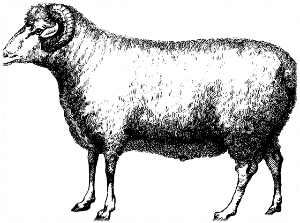 10월 띠별 운세 이달의 운세 월간운세 별자리운세